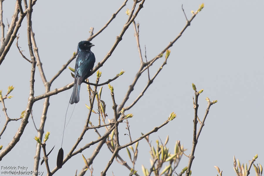 Lesser Racket-tailed Drongoadult, identification