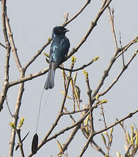 Drongo à rames