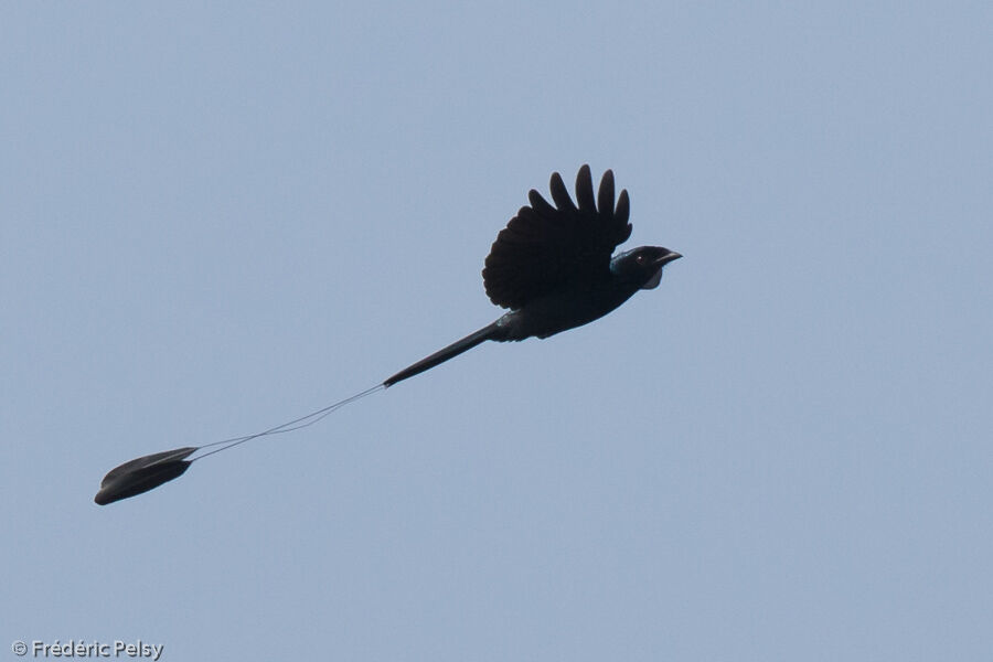 Drongo à rames, Vol