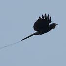 Drongo à rames