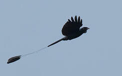 Drongo à rames