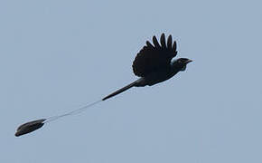 Lesser Racket-tailed Drongo