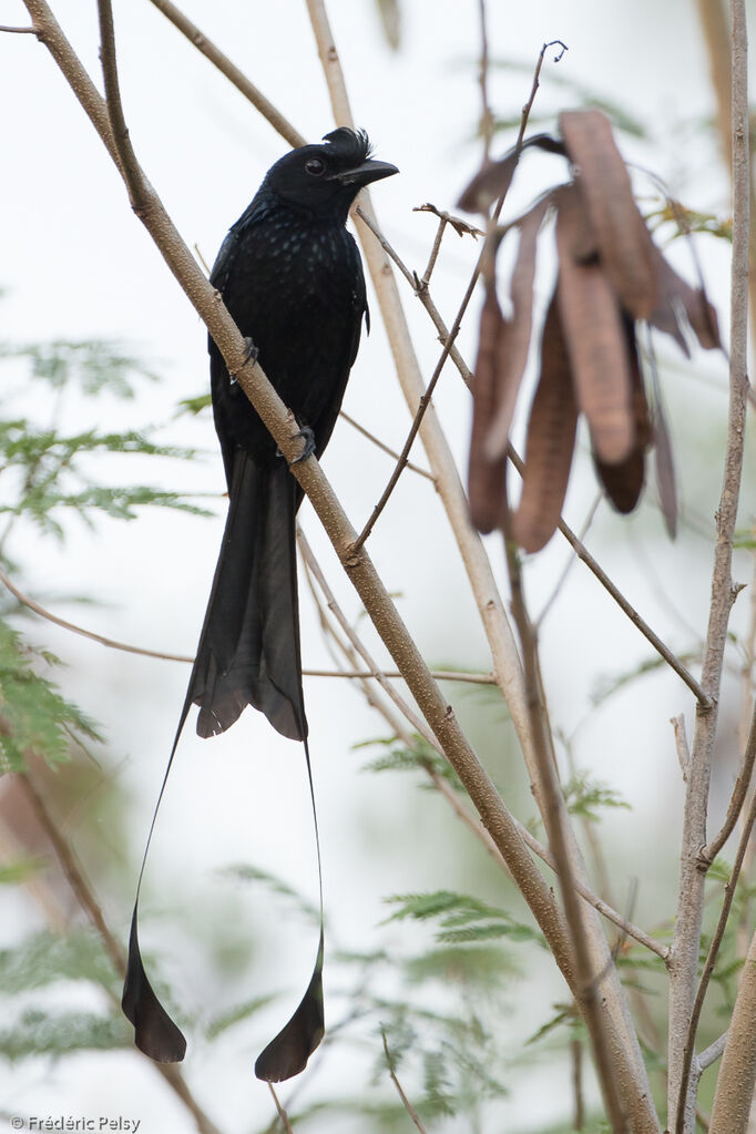 Drongo à raquettesadulte, identification, composition