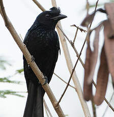 Drongo à raquettes