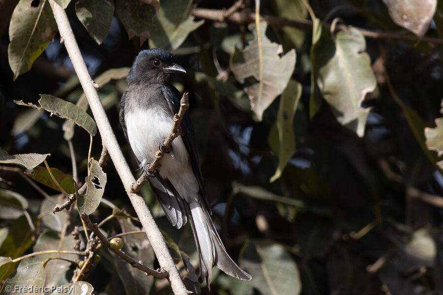 White-bellied Drongo