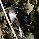 Drongo à ventre blanc