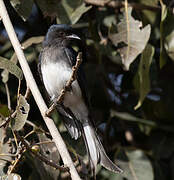 White-bellied Drongo