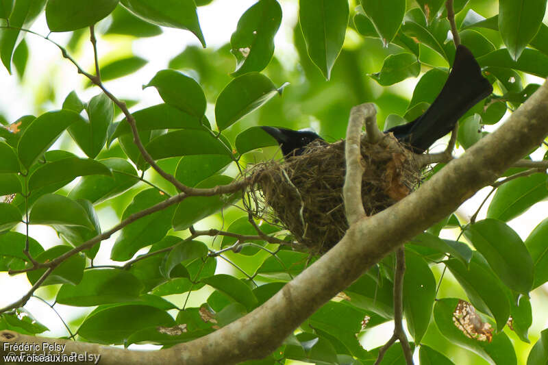 Drongo balicassioadulte