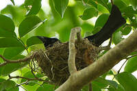 Drongo balicassio