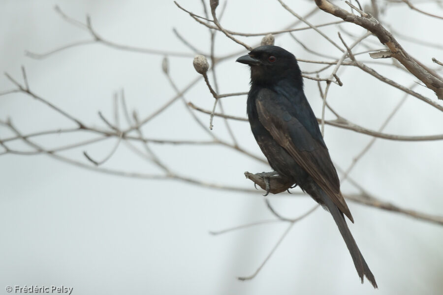 Fork-tailed Drongoadult