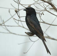 Fork-tailed Drongo