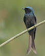 Drongo bronzé