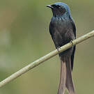 Drongo bronzé