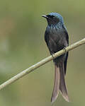 Drongo bronzé