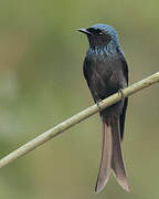 Drongo bronzé