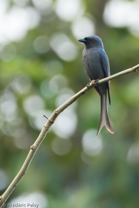 Drongo cendréadulte