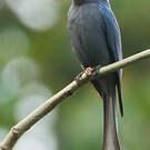 Drongo cendré
