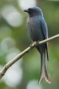 Ashy Drongo