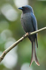 Drongo cendré