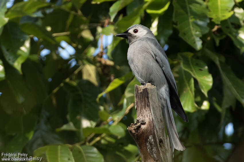 Drongo cendréadulte, identification