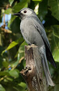 Ashy Drongo