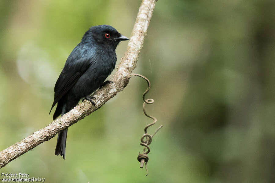 Square-tailed Drongoadult, identification