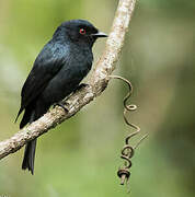 Square-tailed Drongo