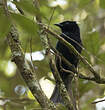 Drongo des Célèbes