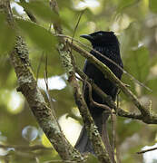 Sulawesi Drongo