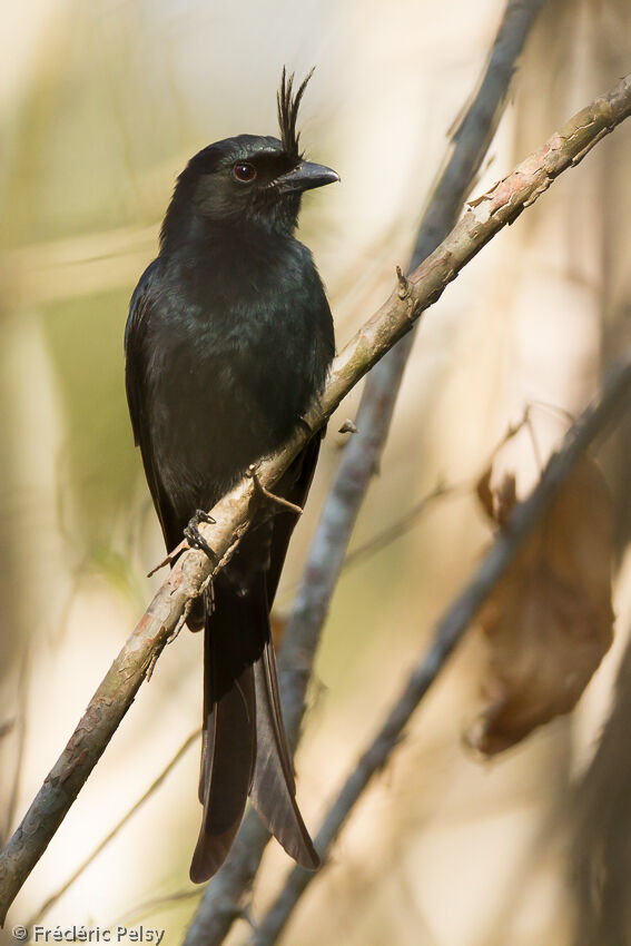 Drongo malgacheadulte