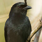 Drongo malgache