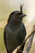 Crested Drongo