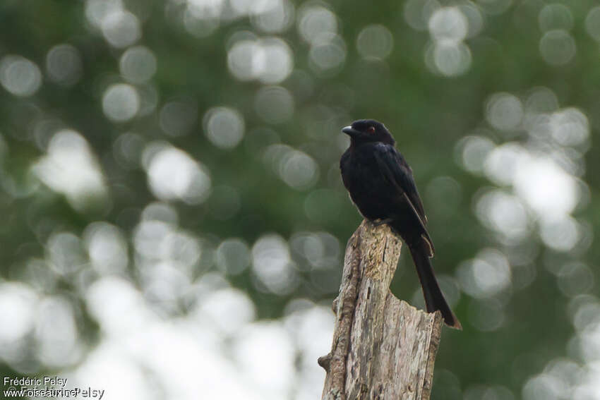 Velvet-mantled Drongoadult