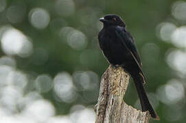 Velvet-mantled Drongo