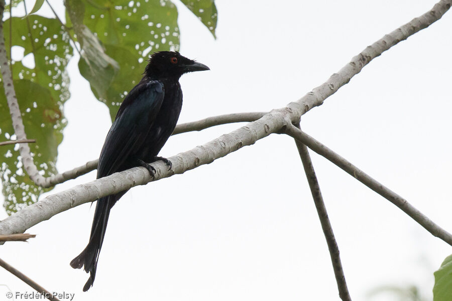 Drongo pailleté