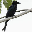 Drongo pailleté