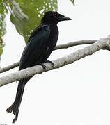 Spangled Drongo