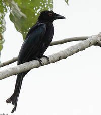 Drongo pailleté