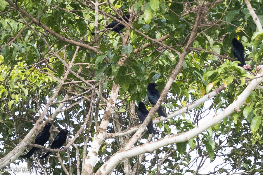 Drongo pailleté