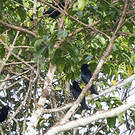 Drongo pailleté