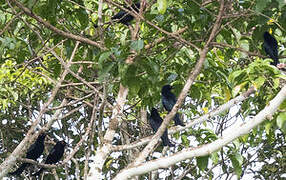 Spangled Drongo