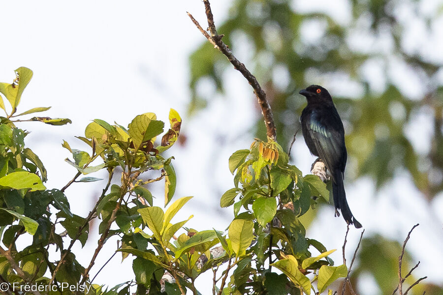 Drongo pailleté