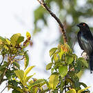 Drongo pailleté
