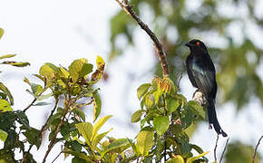 Spangled Drongo