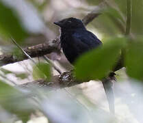 Drongo Fantail