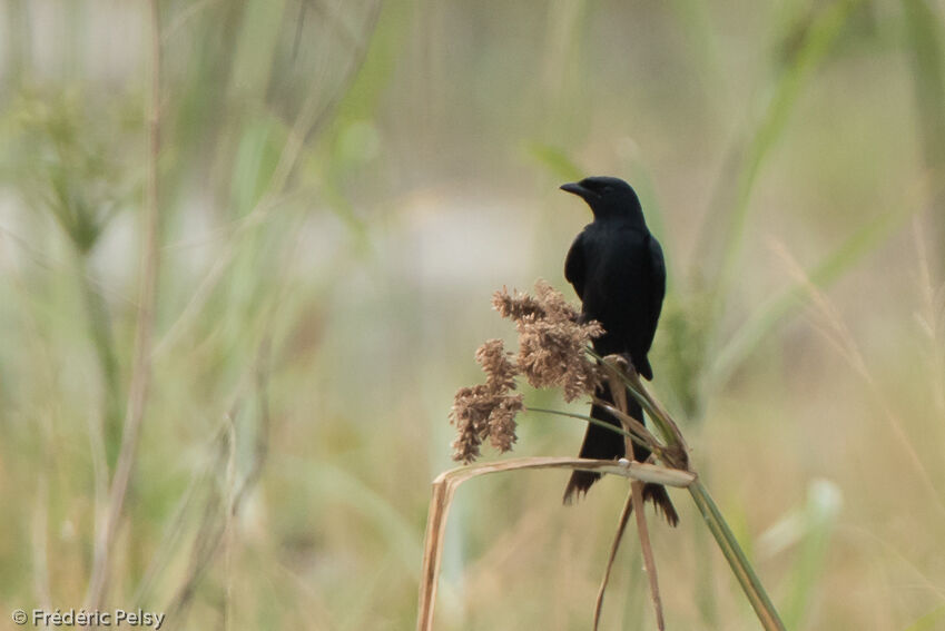 Drongo royaladulte, identification