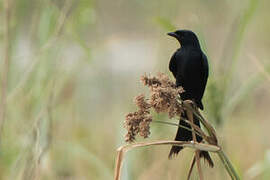 Black Drongo