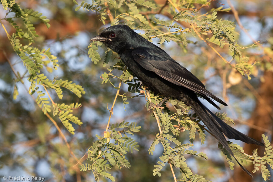 Drongo royal