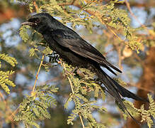 Drongo royal