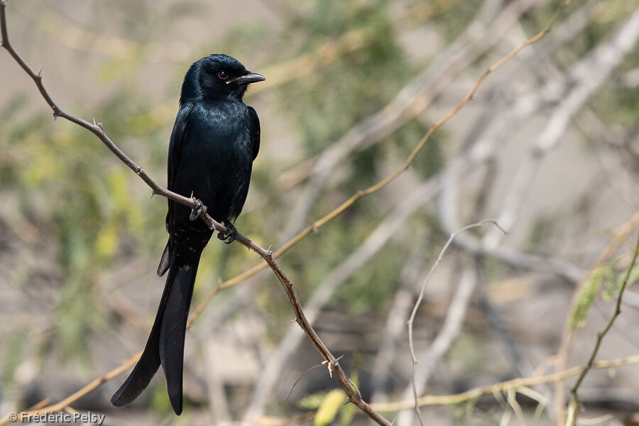 Drongo royal